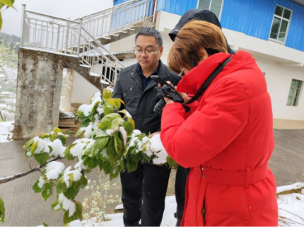 尧美英专家查看雪后樱桃长势情况.jpg