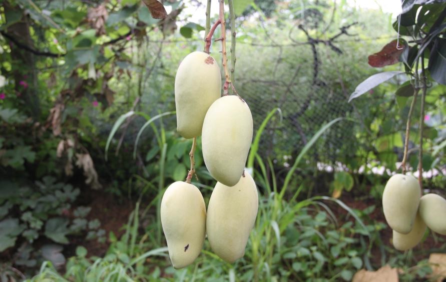 攀育2号芒果