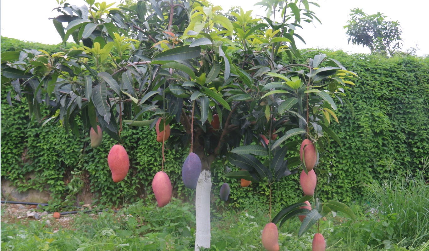 香妃芒果