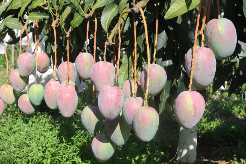 攀育5号芒果