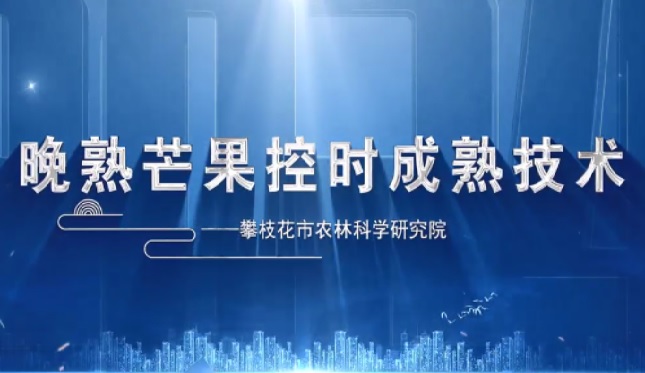晚熟芒果控时成熟技术