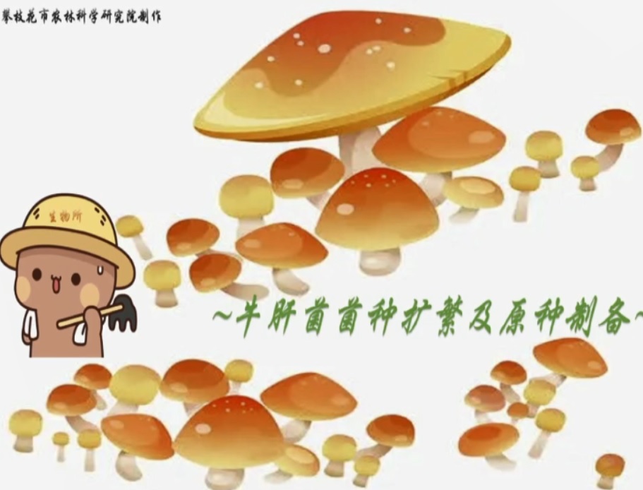牛肝菌菌种扩繁及原种制备