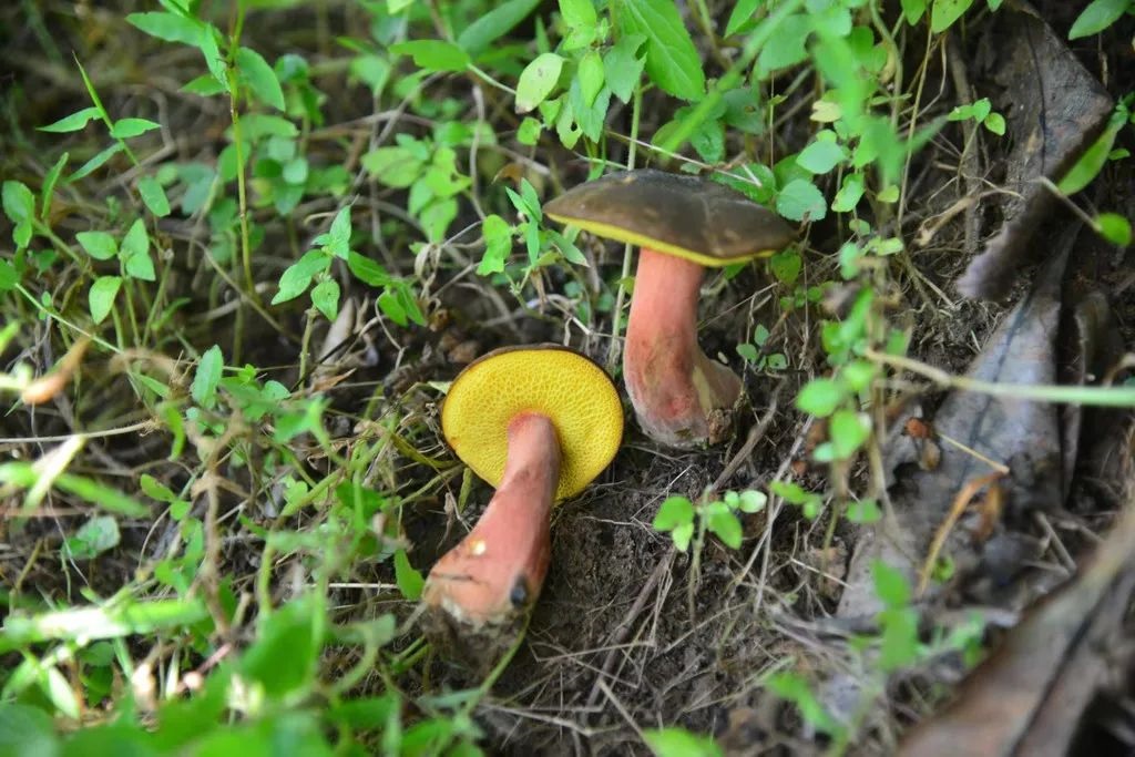 玫红脉柄牛肝菌