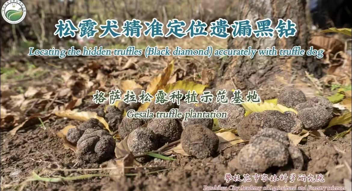 松露犬精准定位遗漏黑钻