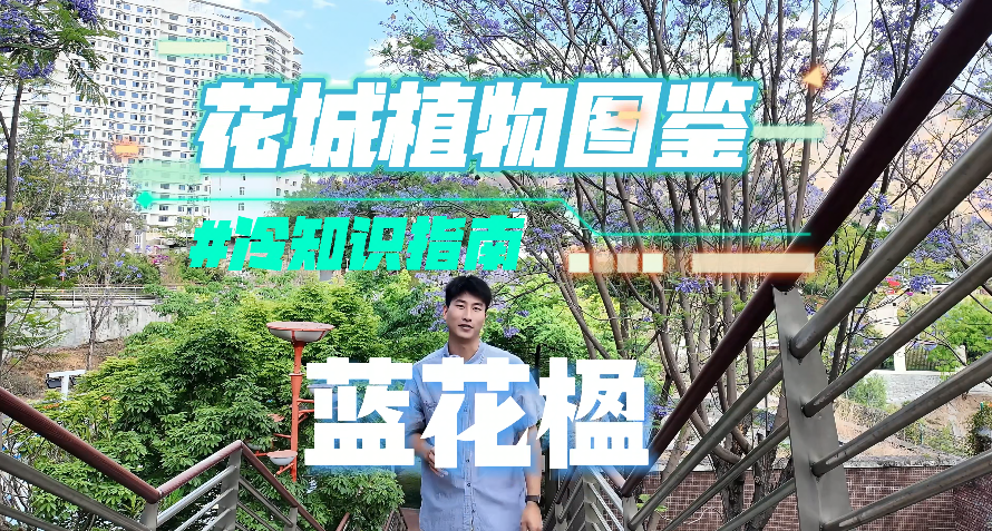 蓝紫色的浪漫密码，你的好奇都在这