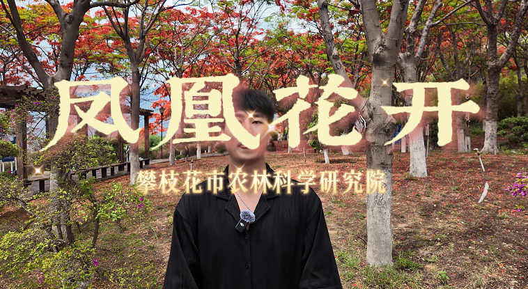 解码凤凰花：一场青春盛夏的不期而遇